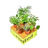 Rooted Baby Furry Friends Box, Live, Live Indoor,...